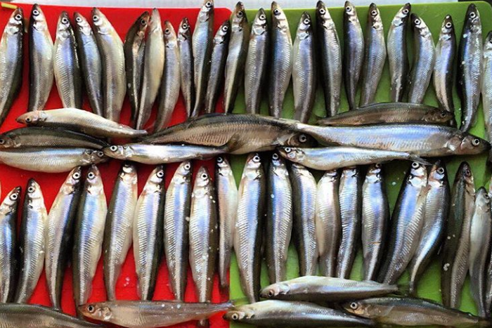 Росрыболовство посоветовало петербуржцам не покупать корюшку в начале сезона