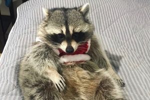 Петербуржцы полтора месяца искали сбежавшего енота Йокки — и нашли! Хозяин зверька рассказывает, как караулил его в лесу и жил в палатке