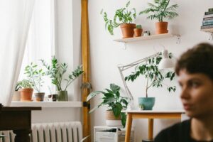 Хобби для внутреннего равновесия — озеленение дома. Какие растения выбрать и с чего начать
