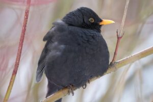 Хобби для внутреннего равновесия — бердвотчинг. Сколько птиц можно увидеть, где их искать под Петербургом и как выбрать бинокль