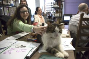 Хобби для внутреннего равновесия — волонтерство. Сколько времени оно занимает и как избежать выгорания