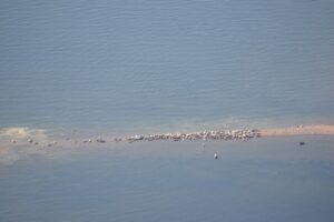 Численность серого тюленя в Петербурге и Ленинградской области за год не изменилась