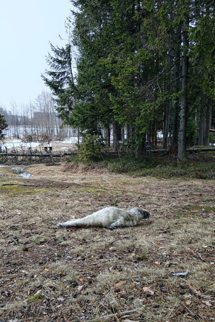 Фото: Фонд друзей балтийской нерпы