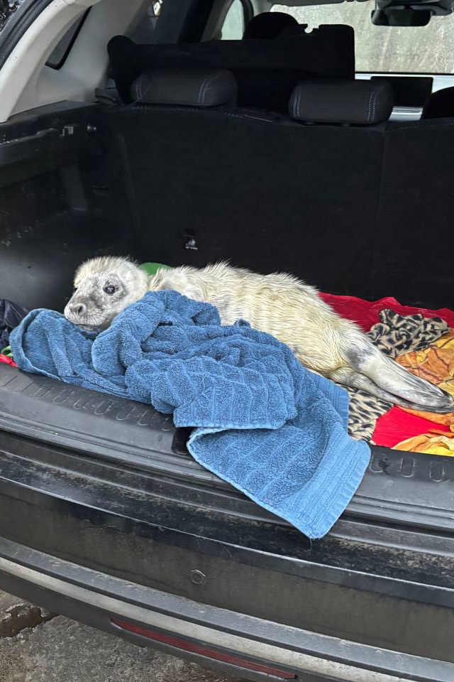 Фото: Фонд друзей балтийской нерпы