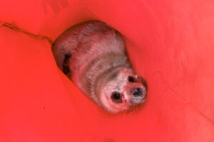 Тюлененок два дня боролся за жизнь в Финском заливе. Его спасли