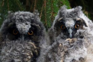 Пожар на Курляндской, птенцы сов и вестибюль «Юго-Западной». 10 главных фото марта в Петербурге