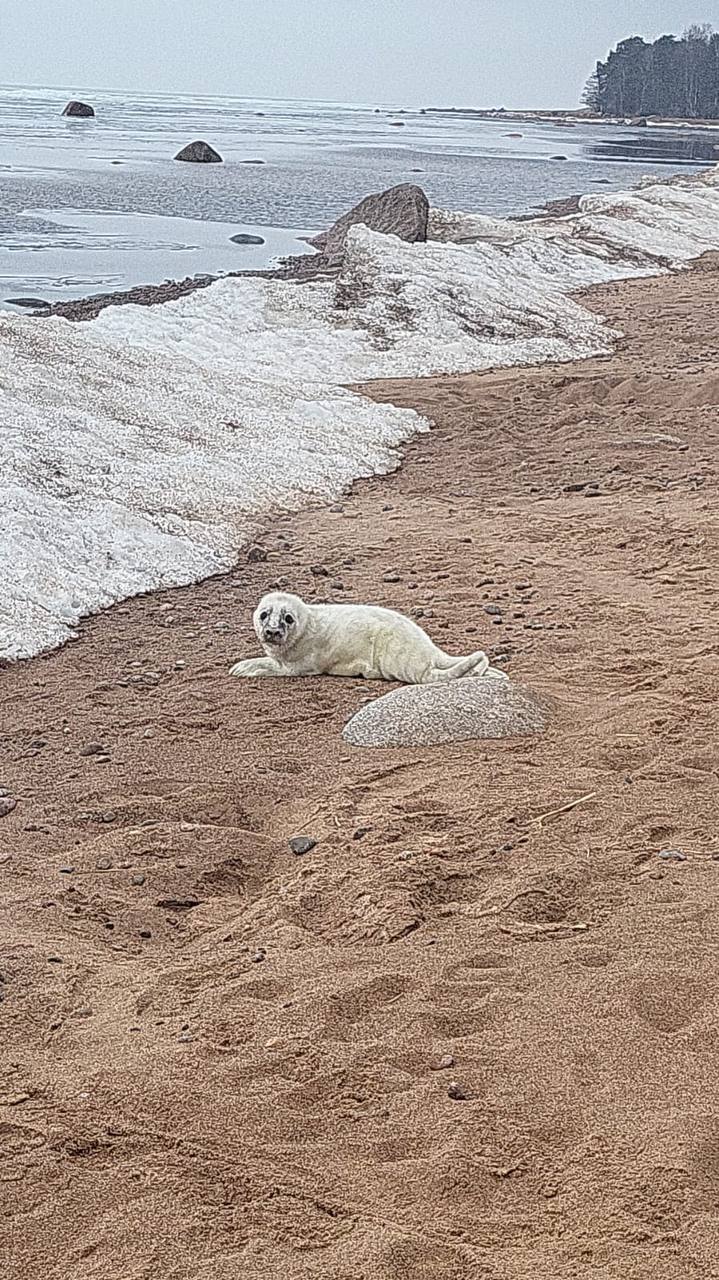 Фото: Фонд друзей балтийской нерпы