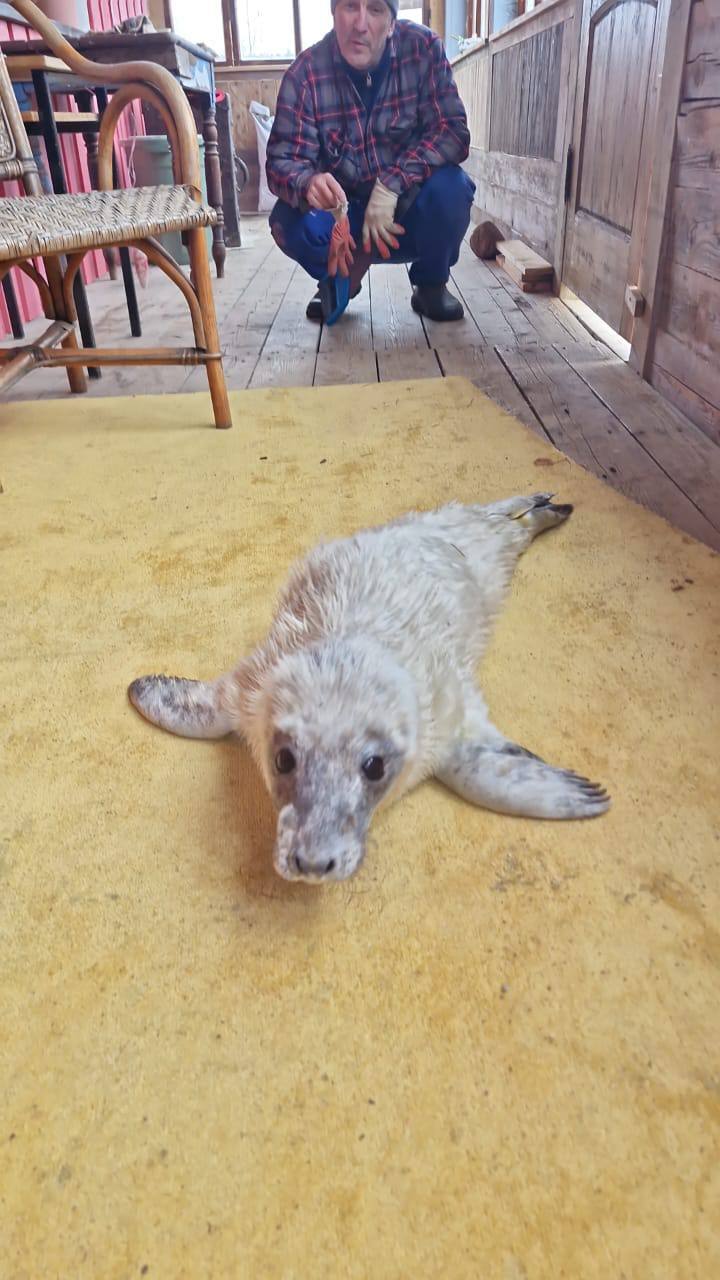 Фото: Фонд друзей балтийской нерпы