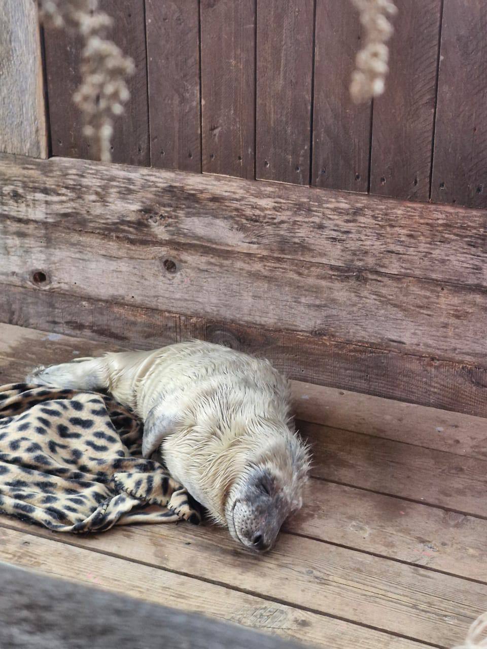 Фото: Фонд друзей балтийской нерпы