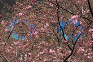 Где в Петербурге посмотреть на сакуру и сфотографироваться с первоцветами? «Бумага» нашла десятки вариантов