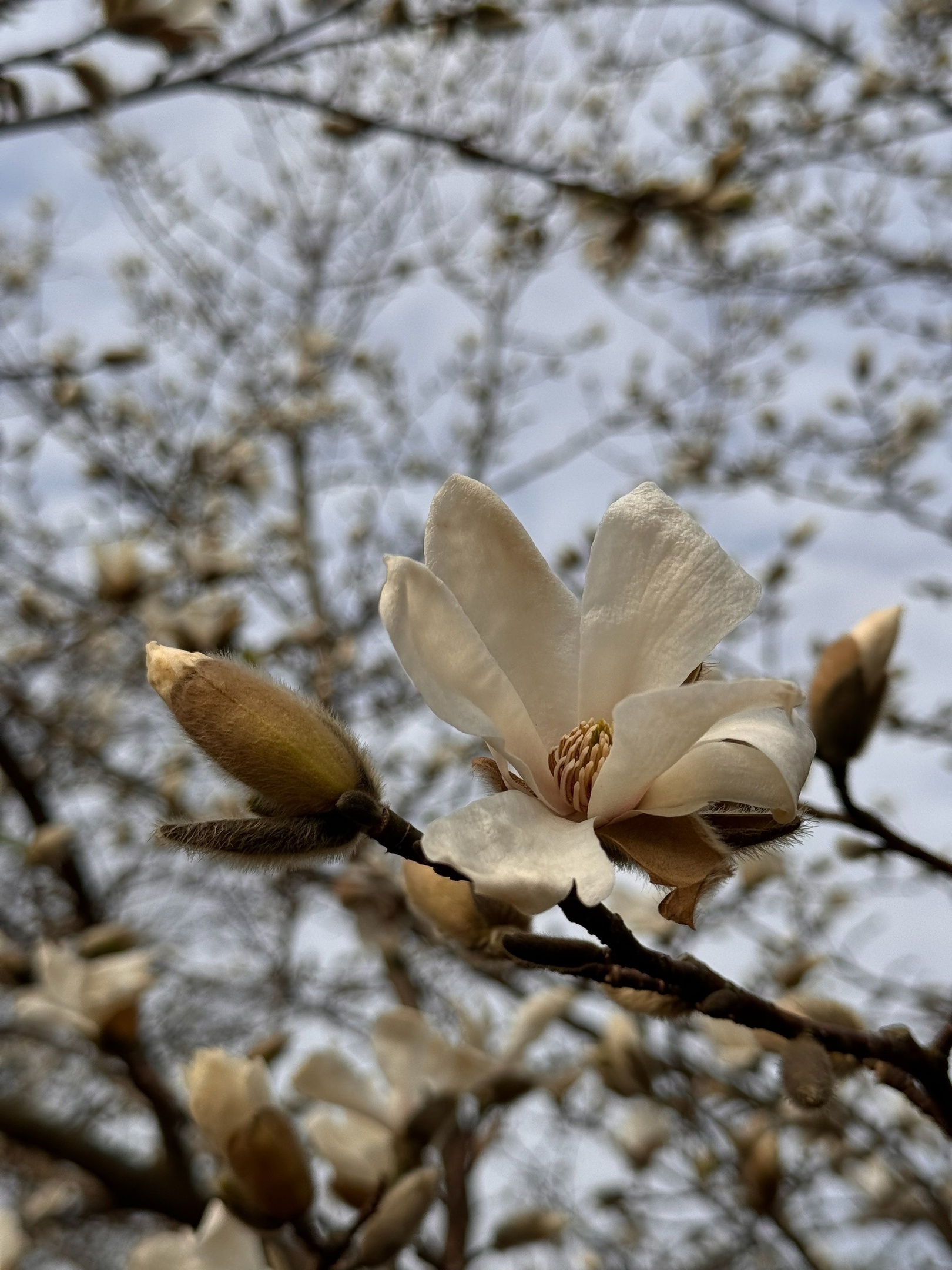 Фото: Ботанический сад БИН РАН