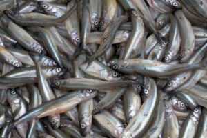 Корюшка всё же пошла! Рассказываем, сколько она стоит, когда подешевеет и что из нее готовят в ресторанах