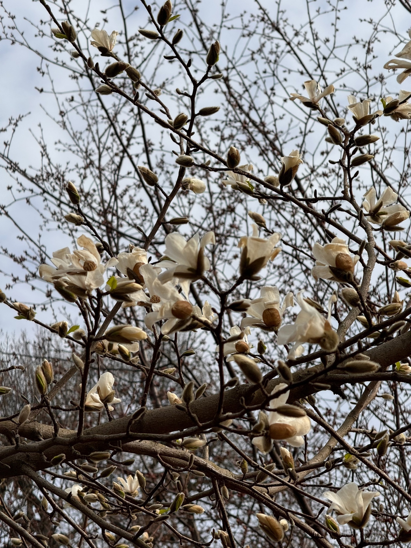 Фото: Ботанический сад БИН РАН