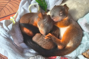 Как волонтеры спасают бельчат — и пытаются заменить им маму. Рассказывает создатель единственной в России организации помощи белкам