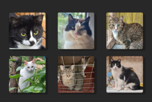 😿Эти шесть кошек ищут дом после пожара в приюте в Ленобласти. Они выжили, но жить им негде