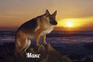 Мессенджер Max наступает. Кого заставляют на него переходить, почему это опасно и могут ли власти заблокировать Telegram и WhatsApp