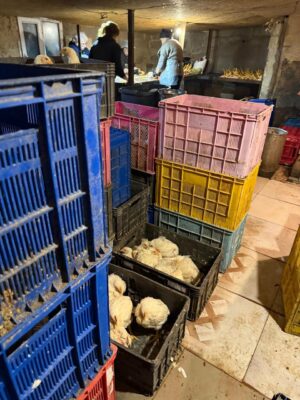 Подпольный убойный пункт обнаружили в Имерети