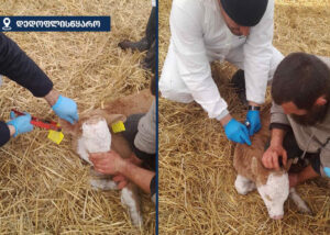 Бешенство у коровы обнаружили в Дедоплисцкаро